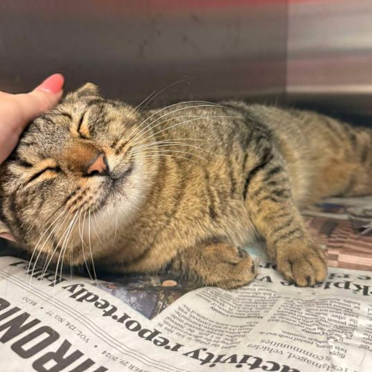 Enlarge Willow Houston, a Adoptable Domestic Short Hair in Denver, CO image 3/6