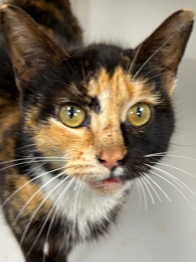 Enlarge 26-098 Cat Middleton, a Adoptable Domestic Short Hair in Tarboro, NC image 1/1