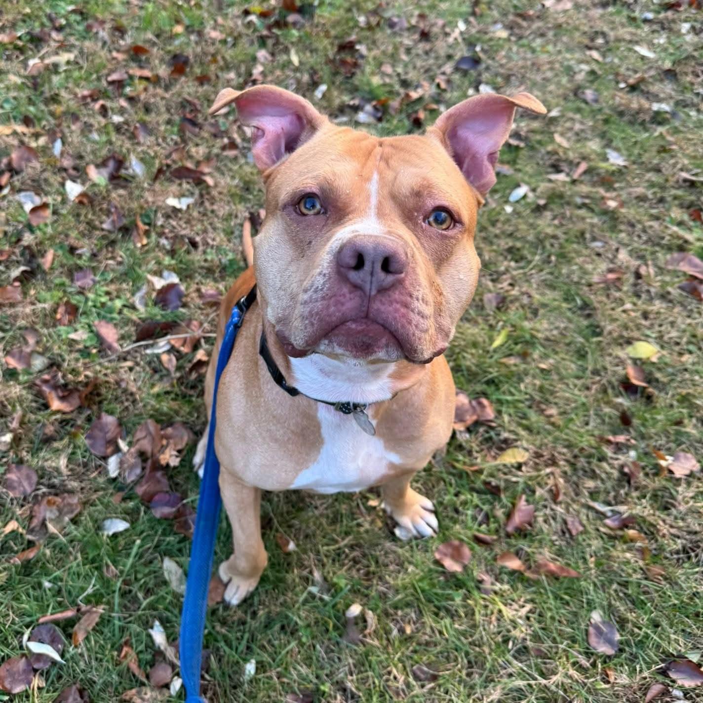 Enlarge Vinny, an adoptable mixed breed in Phoenixville, PA image 5/6