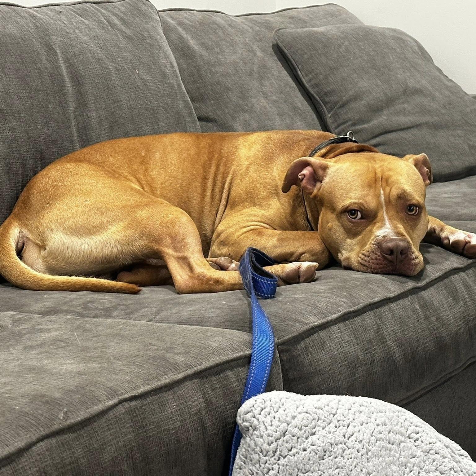 Enlarge Vinny, an adoptable mixed breed in Phoenixville, PA image 2/6