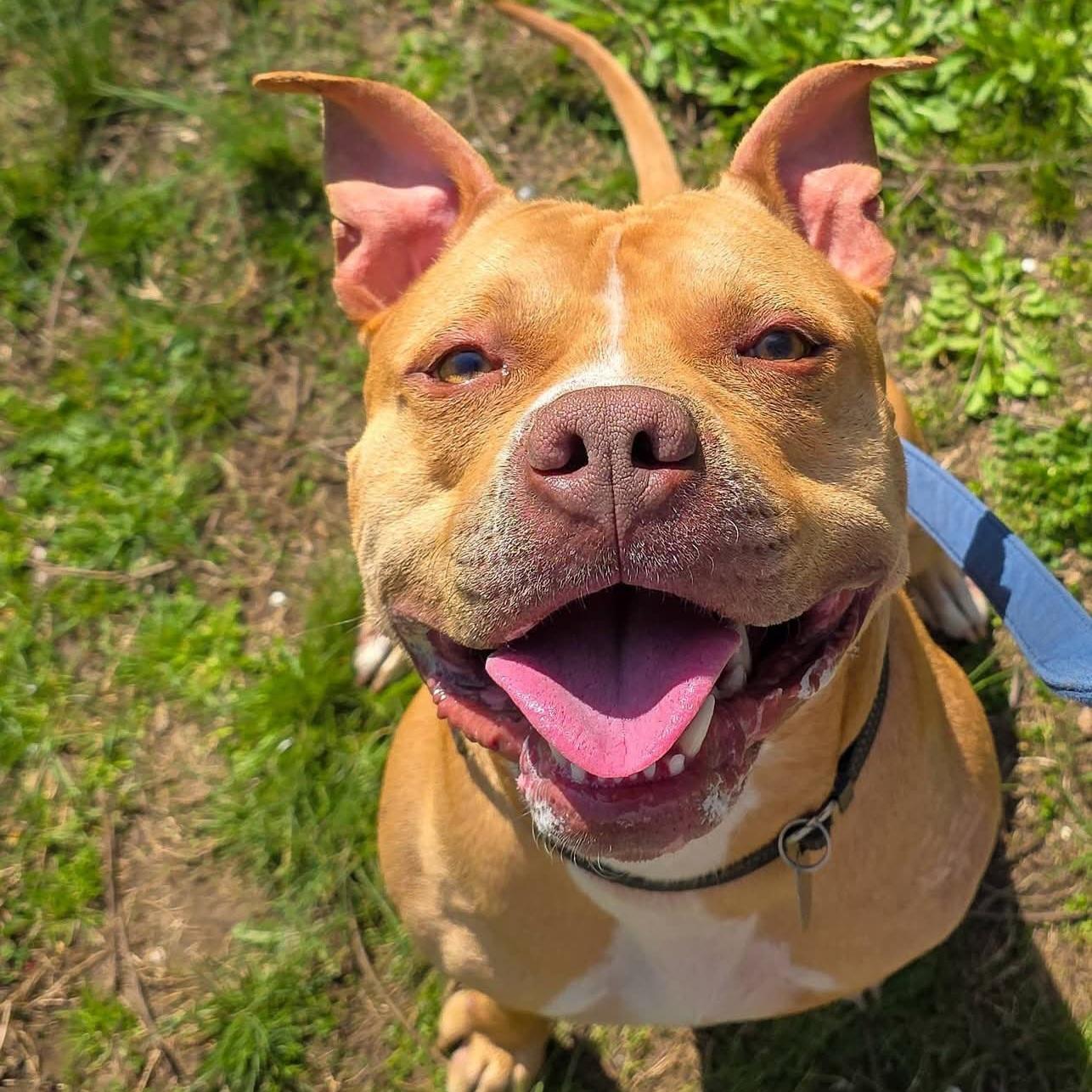 Vinny, adoptable, Young Male Pit Bull Terrier.