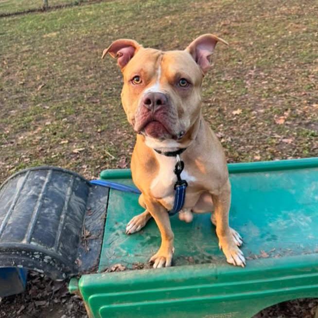 Enlarge Vinny, an adoptable mixed breed in Phoenixville, PA image 6/6