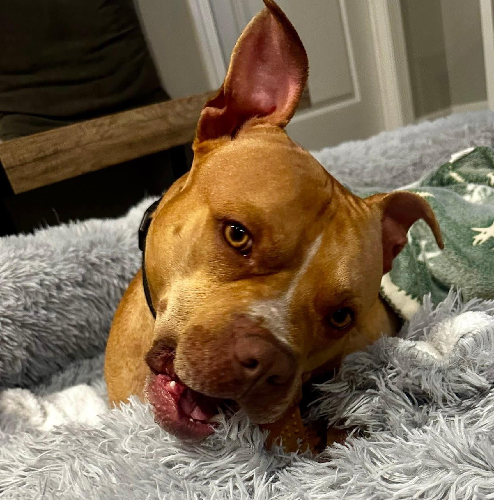 Enlarge Vinny, an adoptable mixed breed in Phoenixville, PA image 3/6