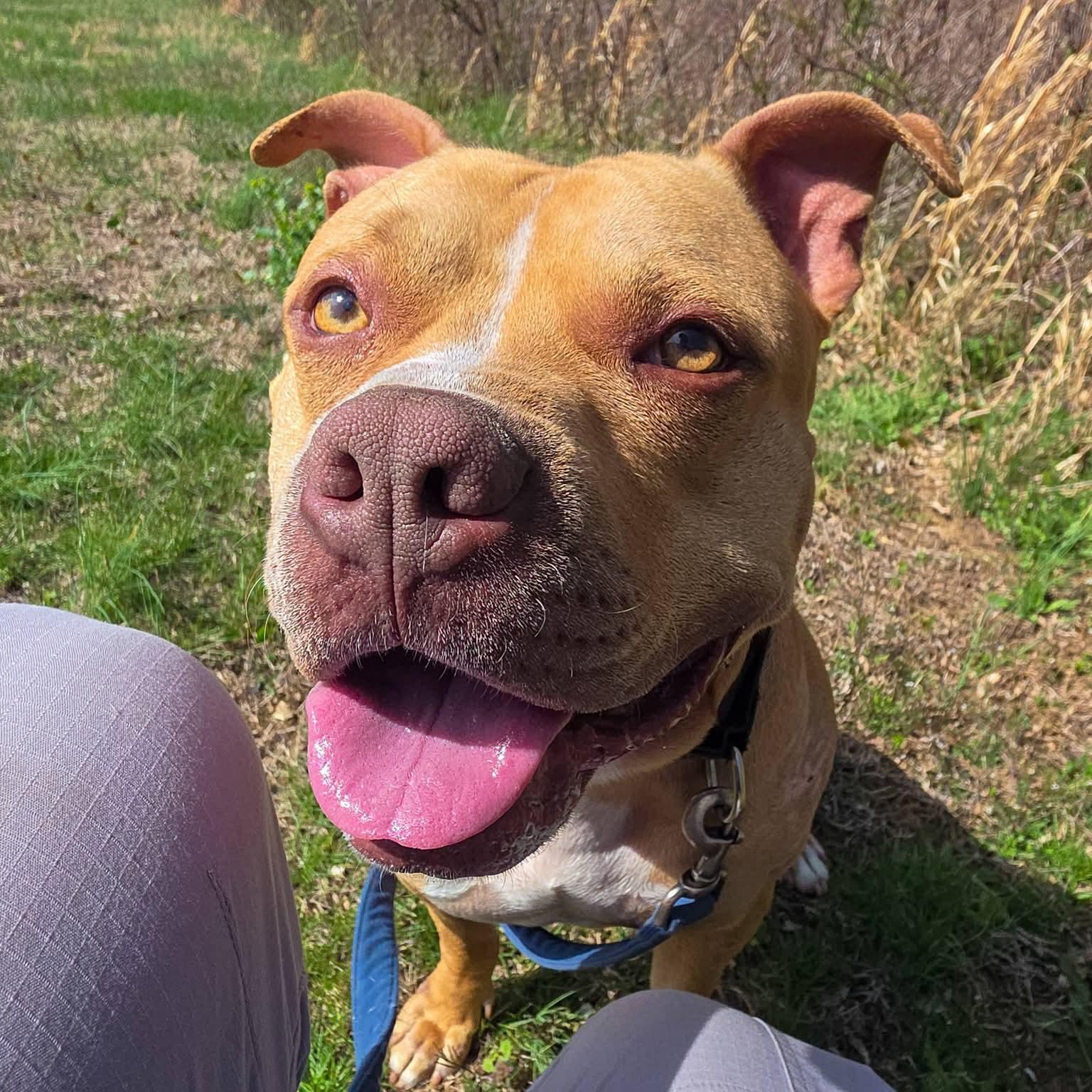 Enlarge Vinny, an adoptable mixed breed in Phoenixville, PA image 2/6