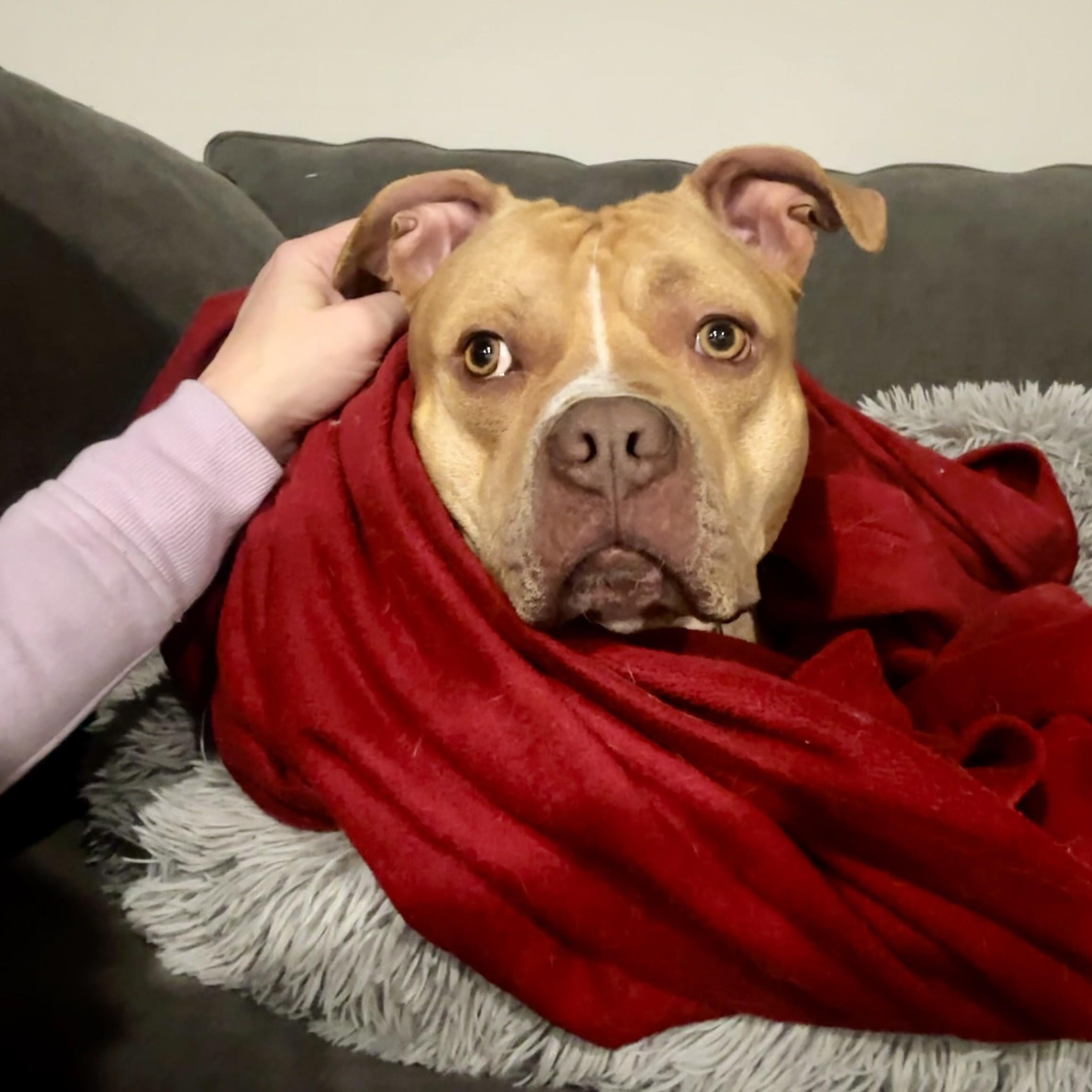 Vinny, Adoptable, Young Male Pit Bull Terrier.