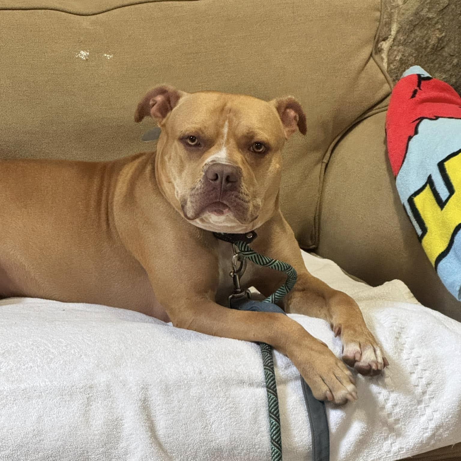 Enlarge Vinny, an adoptable mixed breed in Phoenixville, PA image 3/6