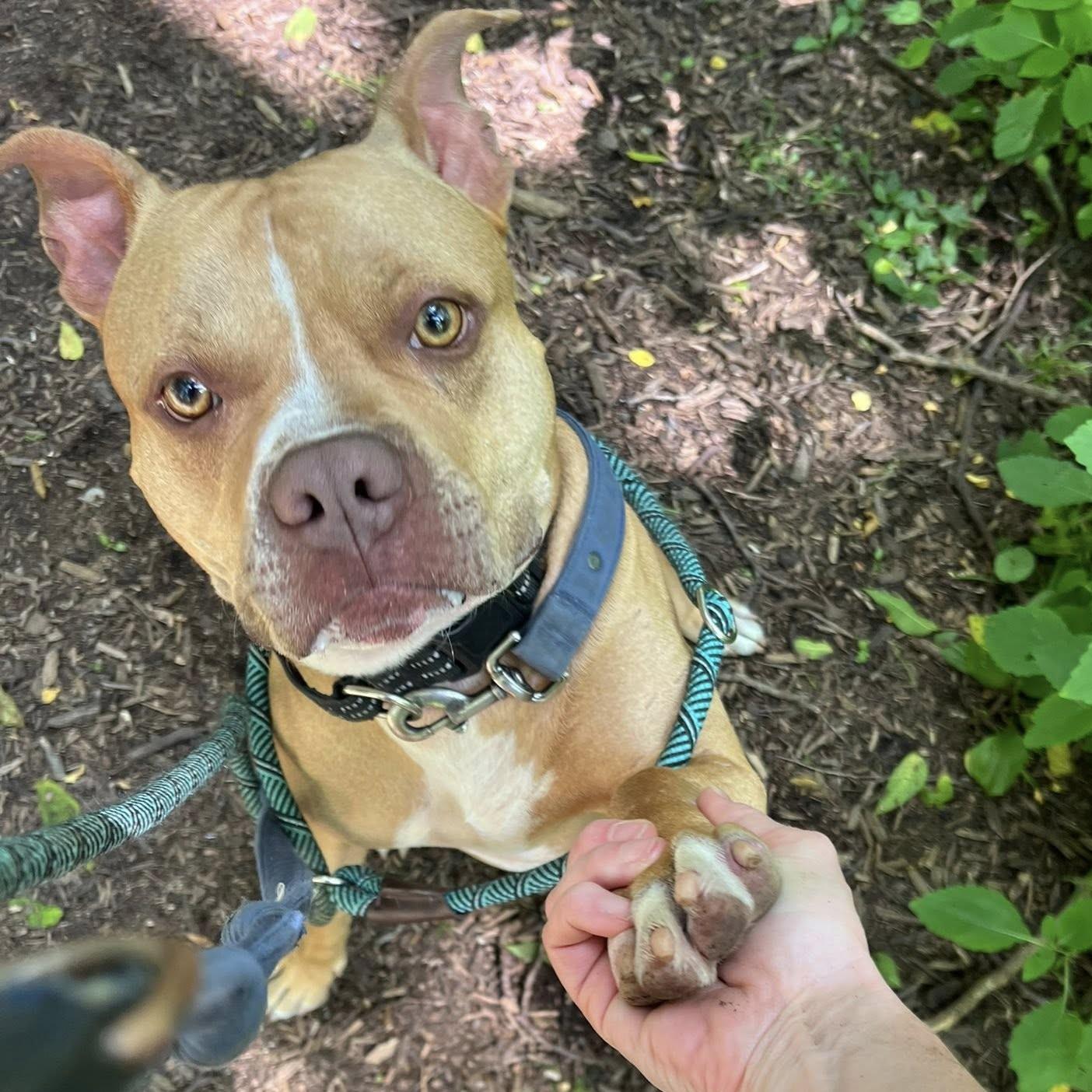 Enlarge Vinny, an adoptable mixed breed in Phoenixville, PA image 2/6