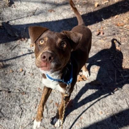 Bandido, a Adoptable mixed breed in Voorhees, NJ image 1/3