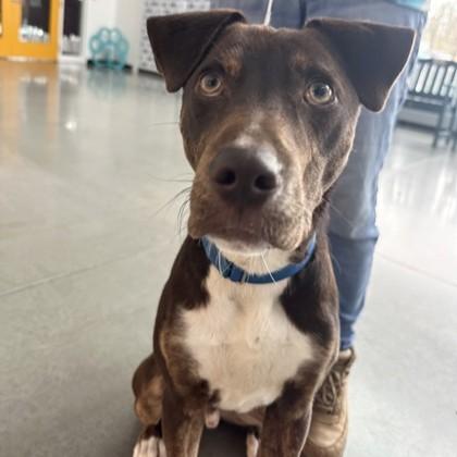 Bandido, a Adoptable mixed breed in Voorhees, NJ image 2/3