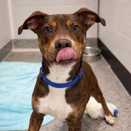 Bandido, a Adoptable mixed breed in Voorhees, NJ image 3/3