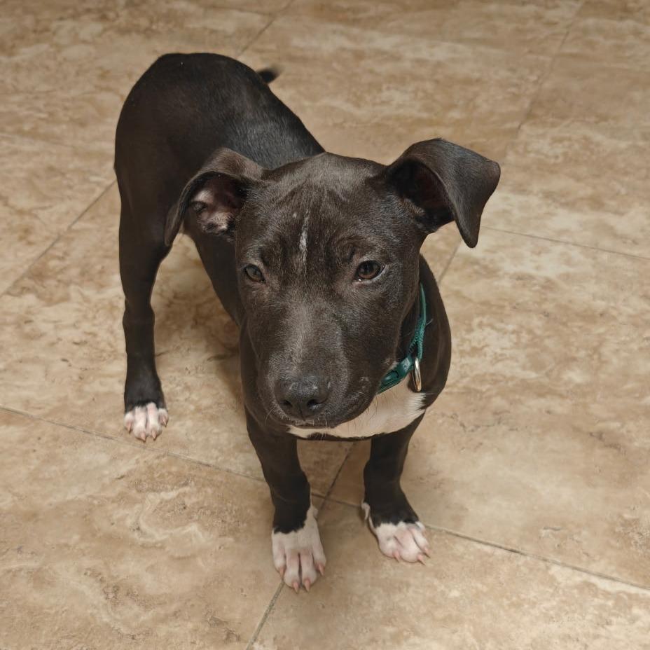 Enlarge Ducky, a Adoptable mixed breed in Ft Walton Beach , FL image 3/4