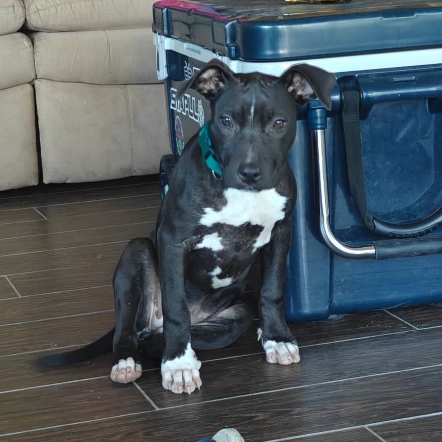 Enlarge Ducky, a Adoptable mixed breed in Ft Walton Beach , FL image 2/4