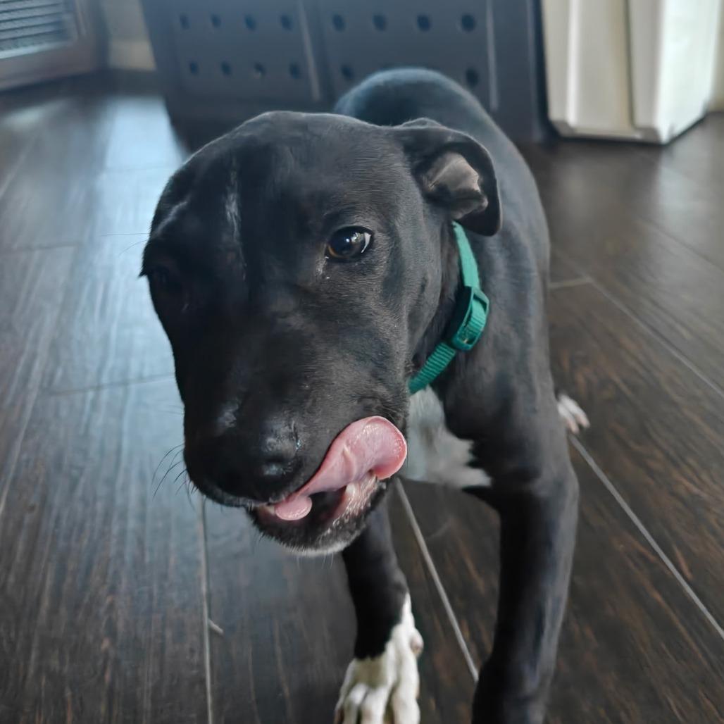 Enlarge Ducky, a Adoptable mixed breed in Ft Walton Beach , FL image 4/4