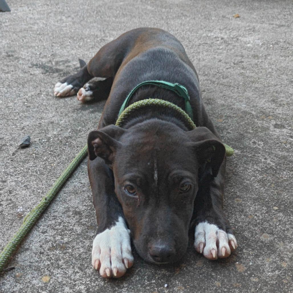 Enlarge Ducky, a Adoptable mixed breed in Ft Walton Beach , FL image 1/4
