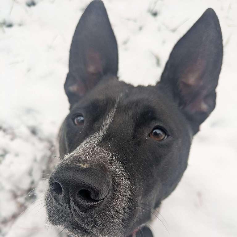 Enlarge Alabama, a Adoptable Mixed Breed in Richmond, VA image 1/6