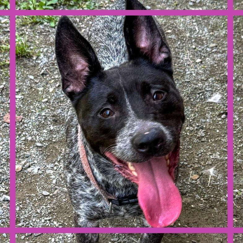 Alabama, Adoptable, Adult Female Mixed Breed.