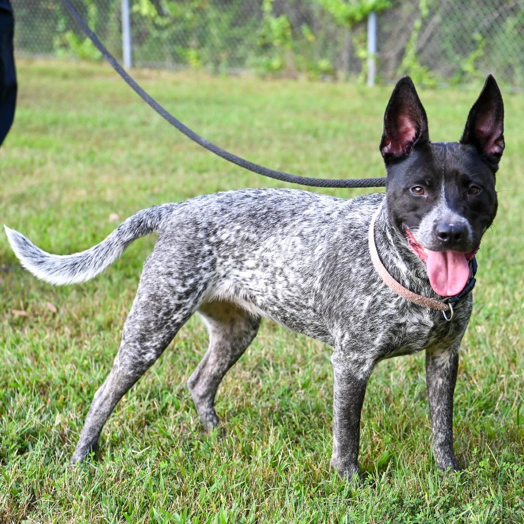 Enlarge Alabama, a Adoptable Mixed Breed in Richmond, VA image 2/6