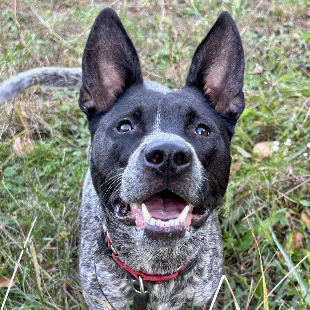 Enlarge Alabama, a Adoptable Mixed Breed in Richmond, VA image 3/6