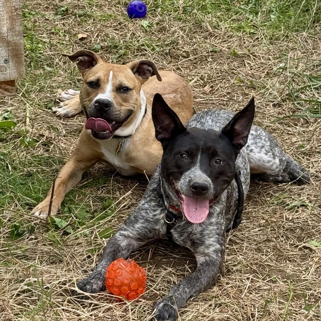 Enlarge Alabama, a Adoptable Mixed Breed in Richmond, VA image 4/6