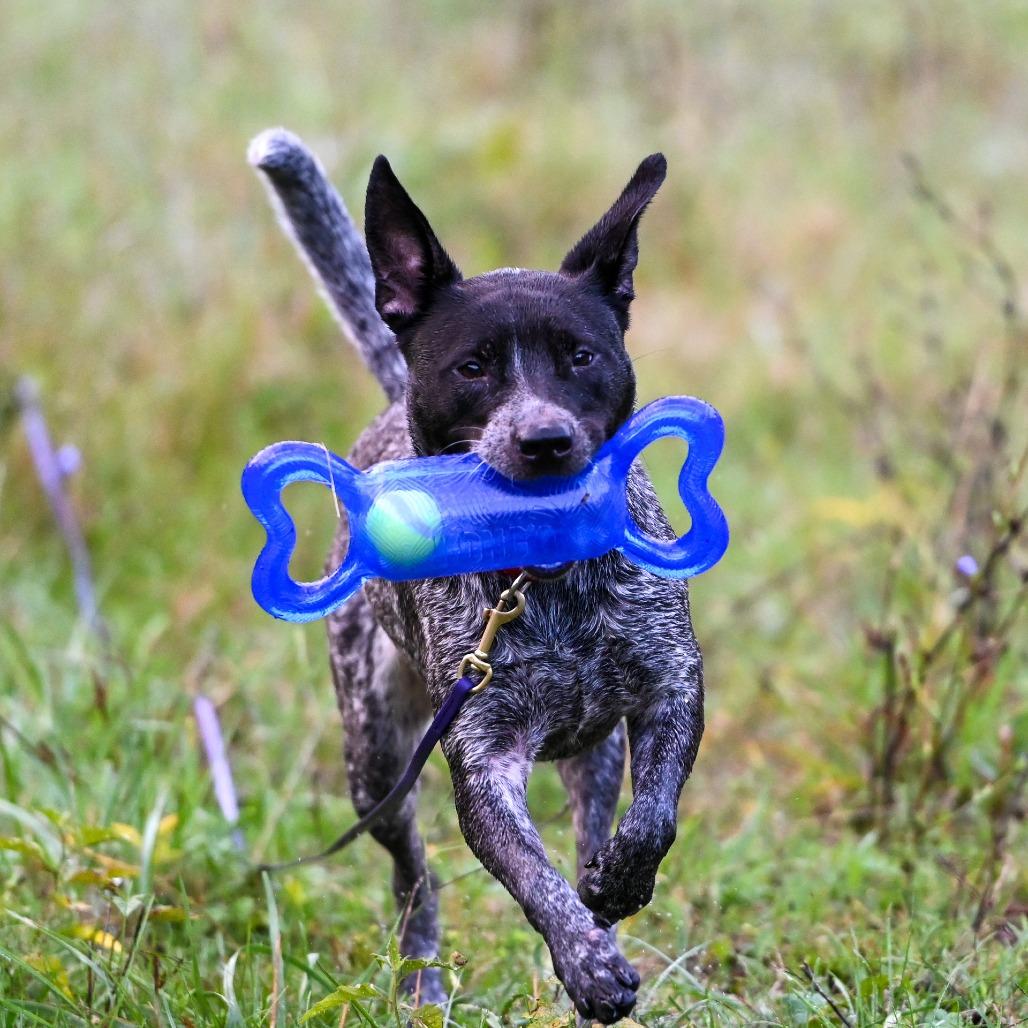 Enlarge Alabama, a Adoptable Mixed Breed in Richmond, VA image 5/6