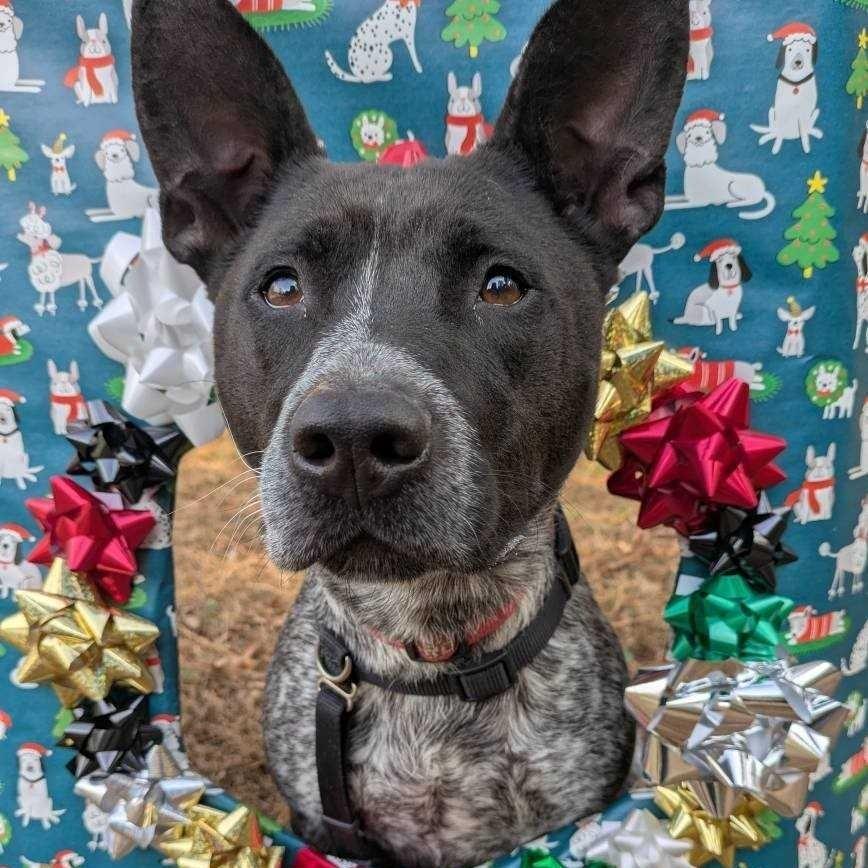 Enlarge Alabama, a Adoptable Mixed Breed in Richmond, VA image 6/6