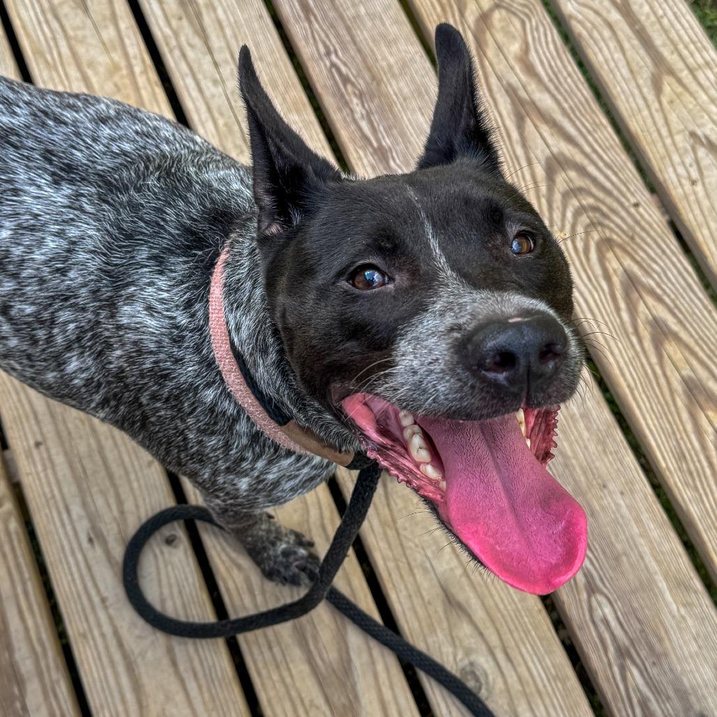 Enlarge Alabama, a Adoptable Mixed Breed in Richmond, VA image 6/6