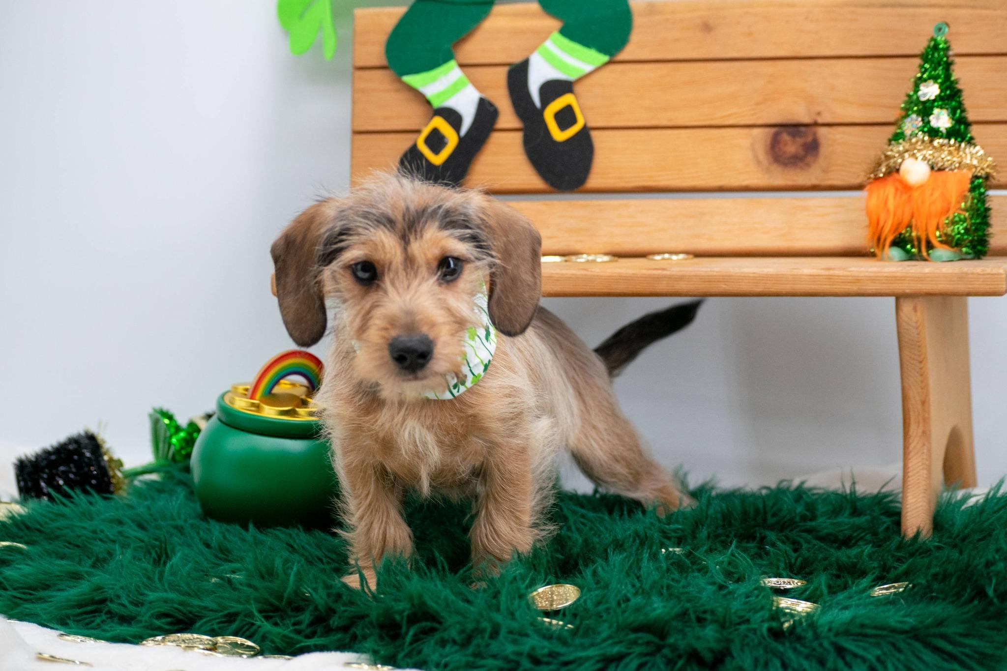 Giggles McGold, an adopted mixed breed in Sevierville, TN image 3/4