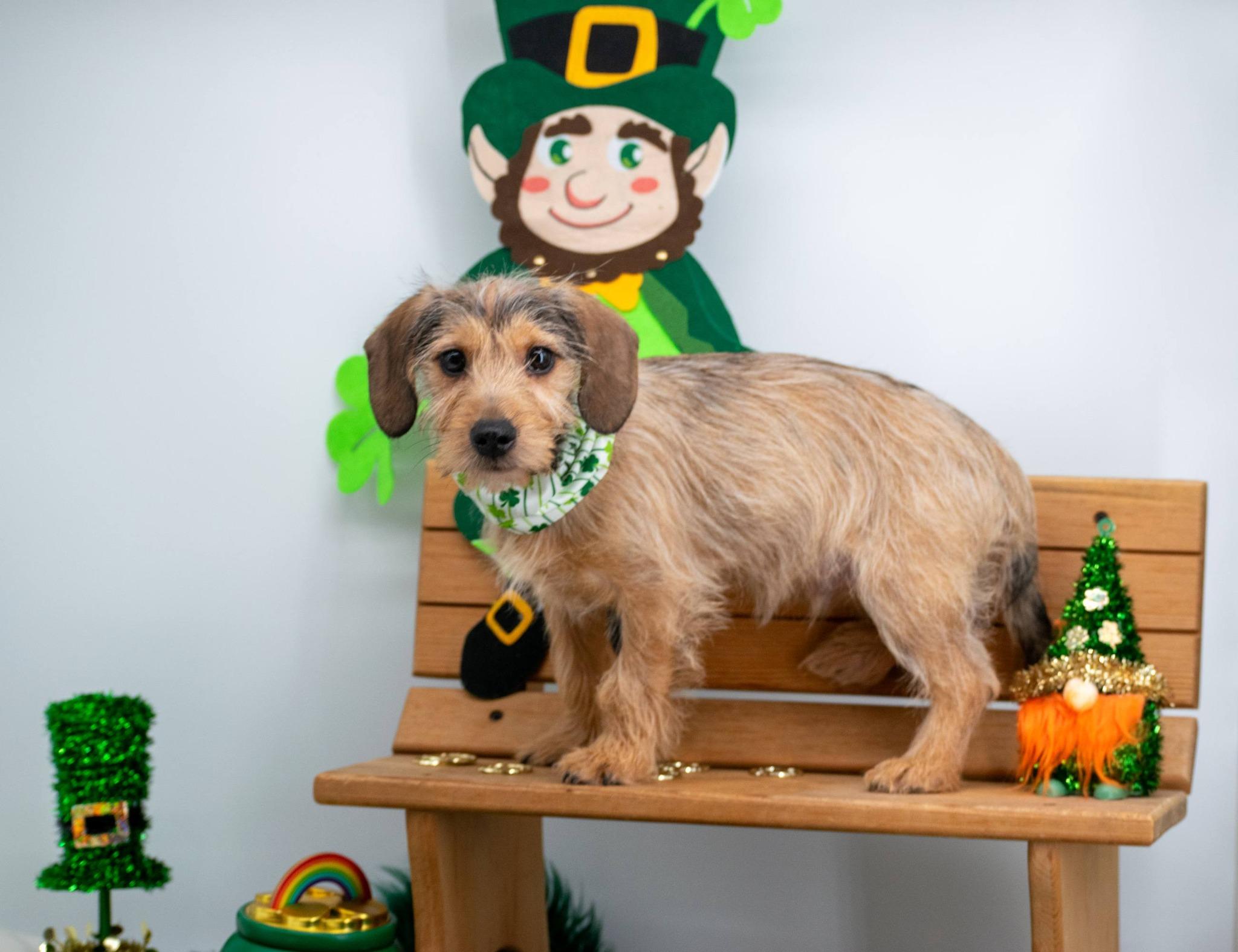 Giggles McGold, an adopted mixed breed in Sevierville, TN image 2/4