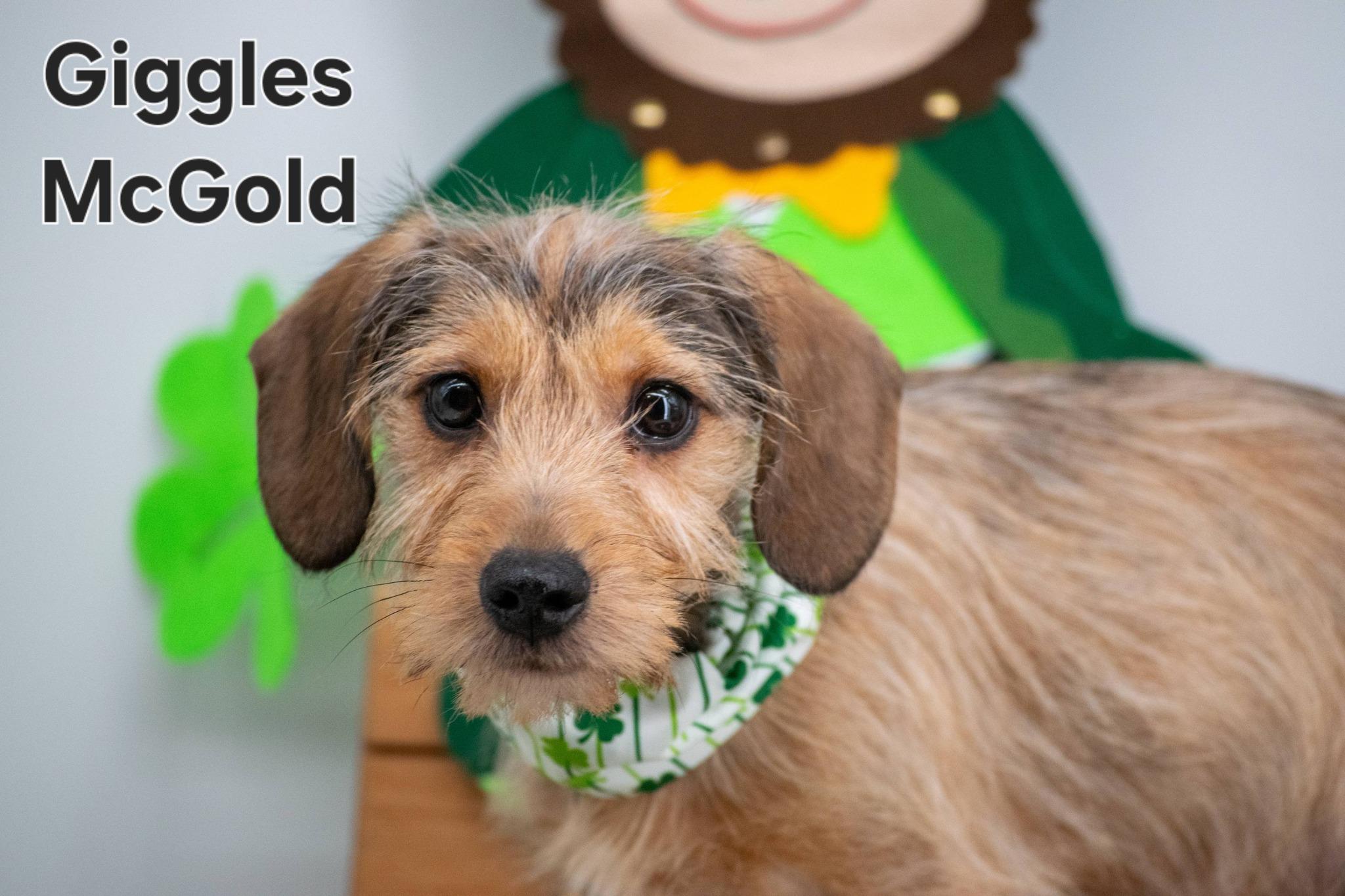 Giggles McGold, adopted, Puppy Male Miniature Schnauzer & Dachshund.