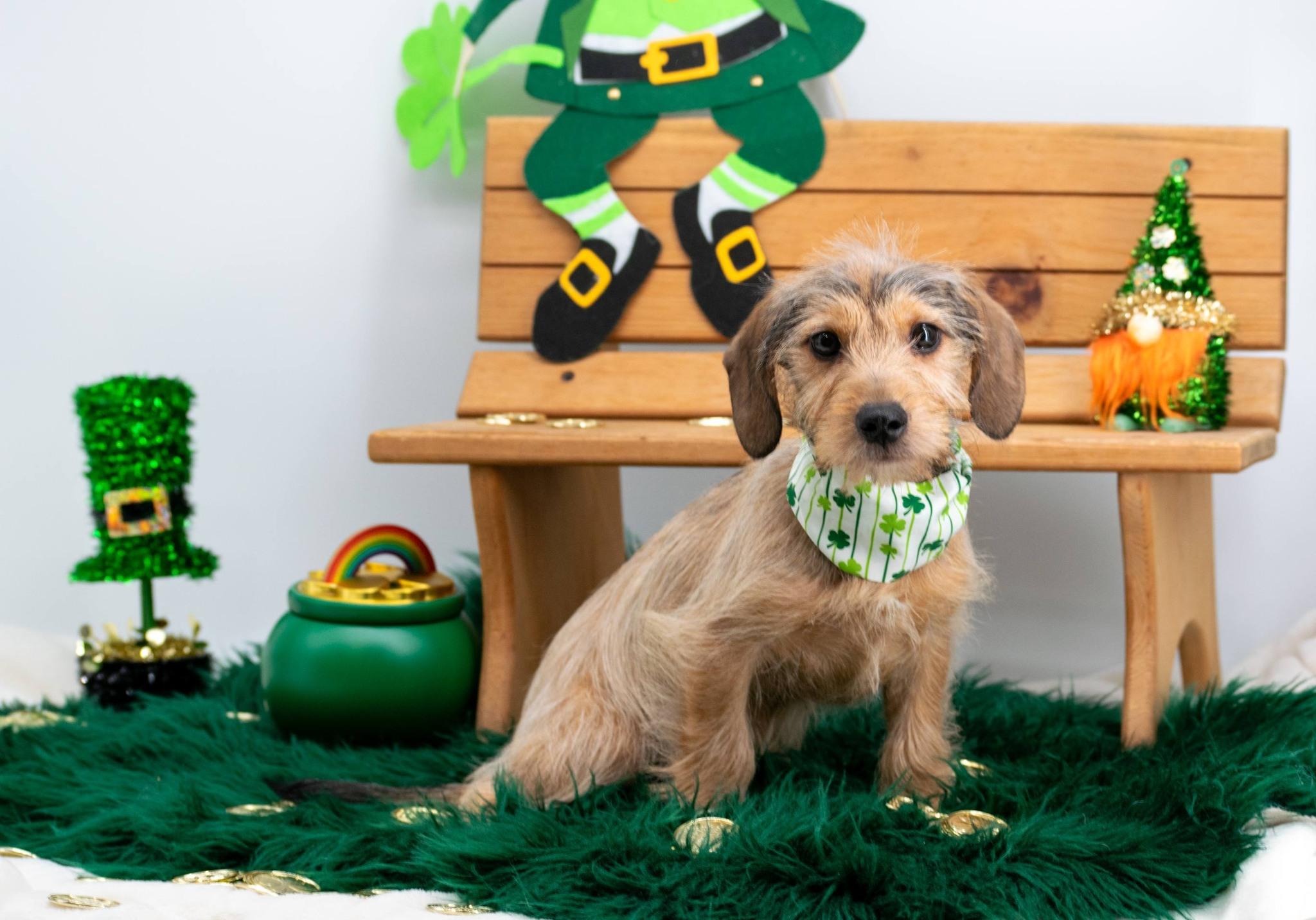 Giggles McGold, an adopted mixed breed in Sevierville, TN image 4/4