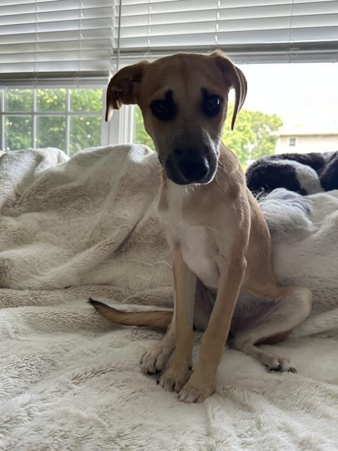 Ocean, a Adoptable mixed breed in Manhattan, NY image 1/3