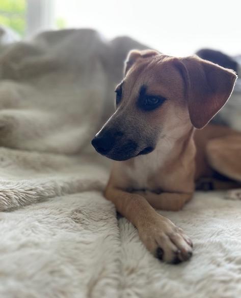 Ocean, a Adoptable mixed breed in Manhattan, NY image 2/3