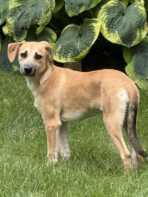 Ocean, a Adoptable mixed breed in Manhattan, NY image 3/3