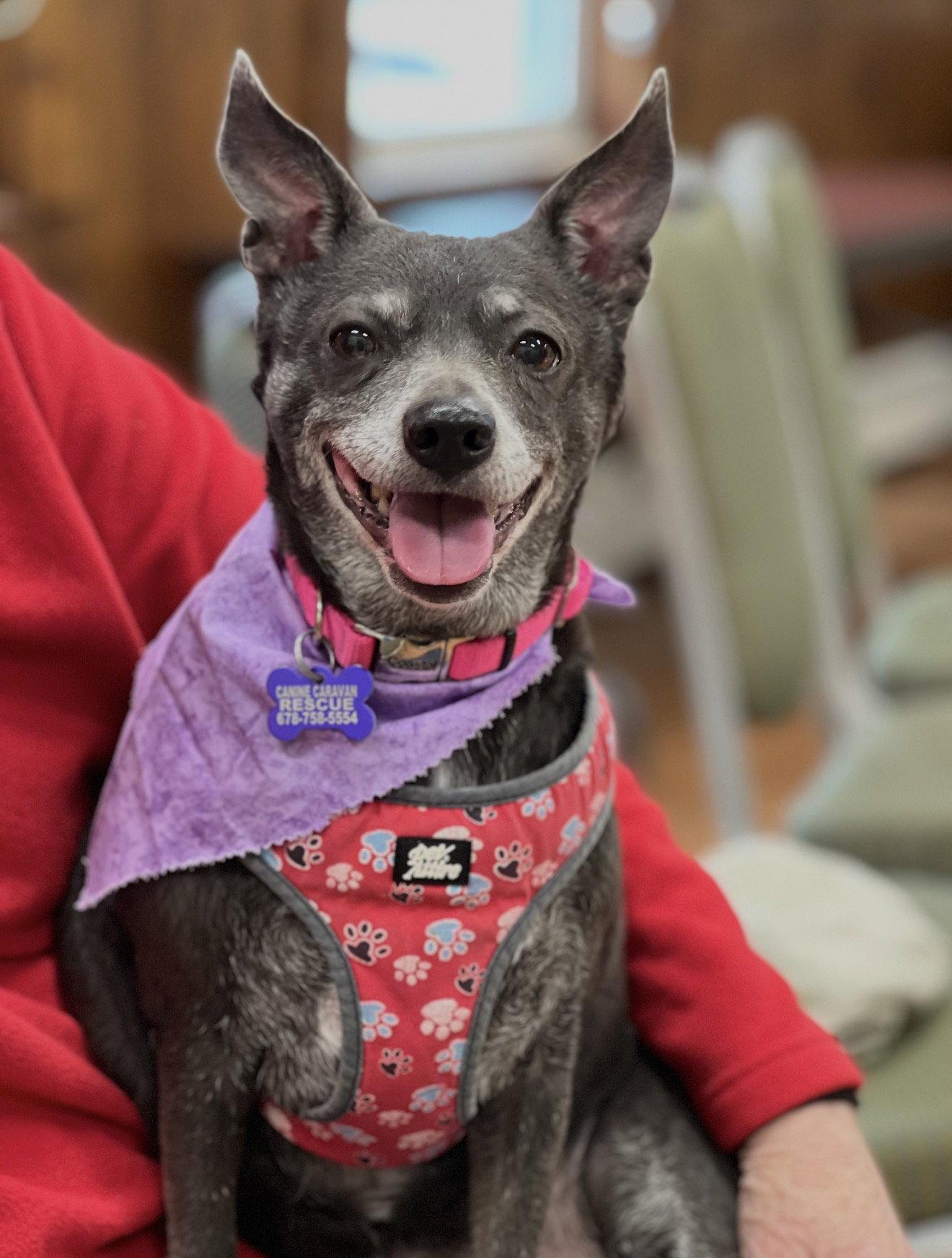 Enlarge Baby, a Adoptable Chihuahua in East Derry, NH image 1/3