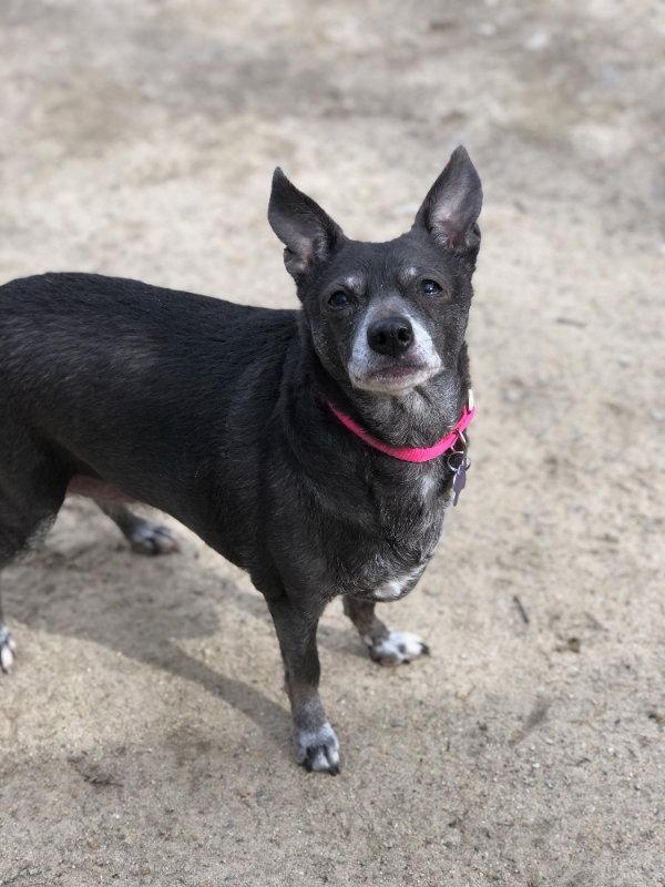 Enlarge Baby, a Adoptable Chihuahua in East Derry, NH image 2/3