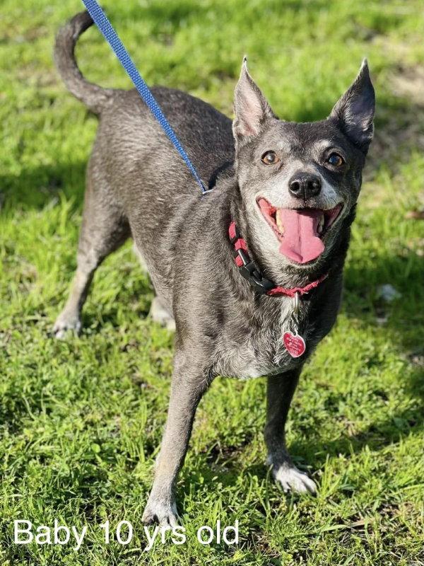 Enlarge Baby, a Adoptable Chihuahua in East Derry, NH image 3/3