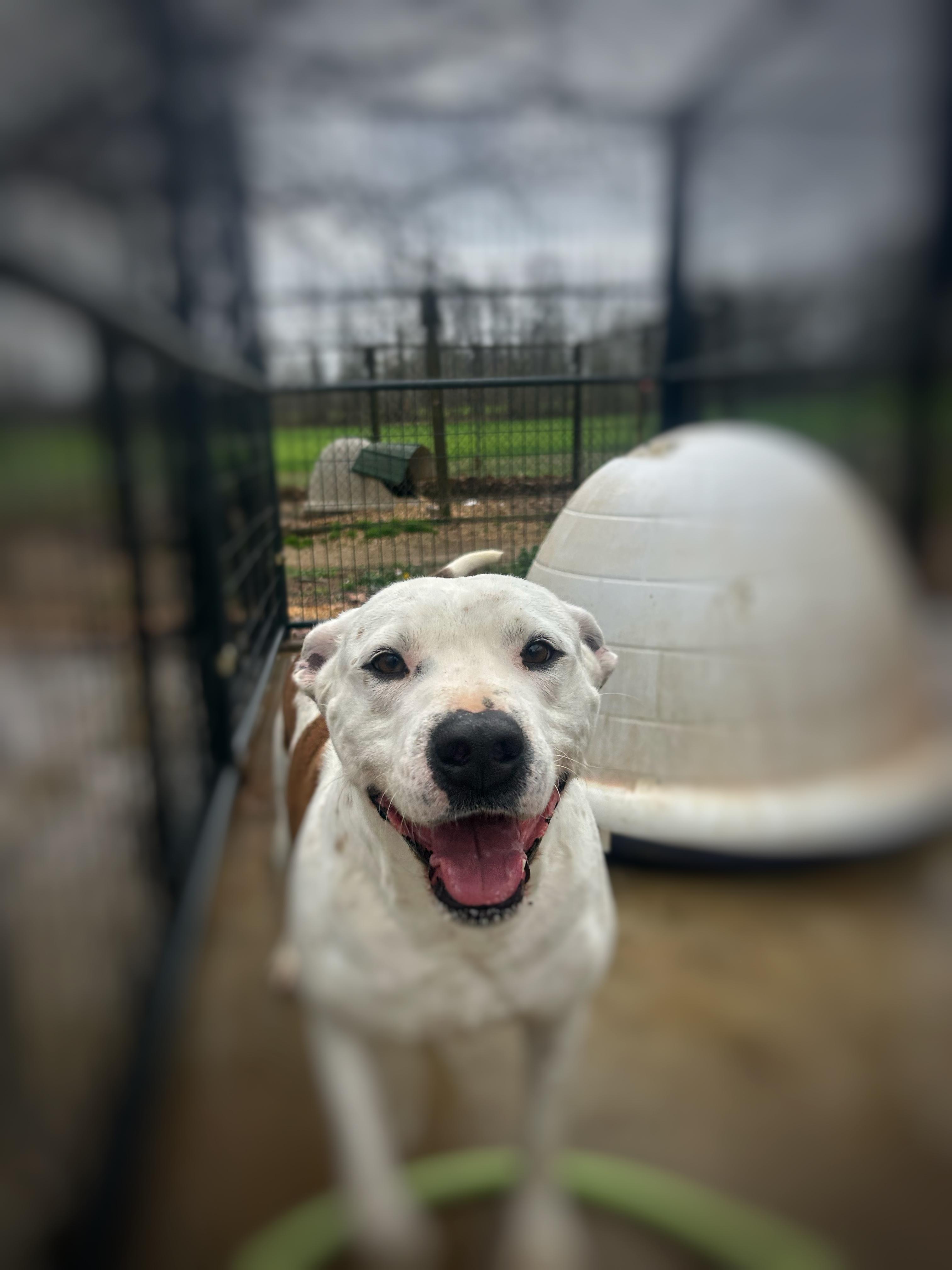 Enlarge Chance, a Adoptable mixed breed in Greenfield, TN image 2/2