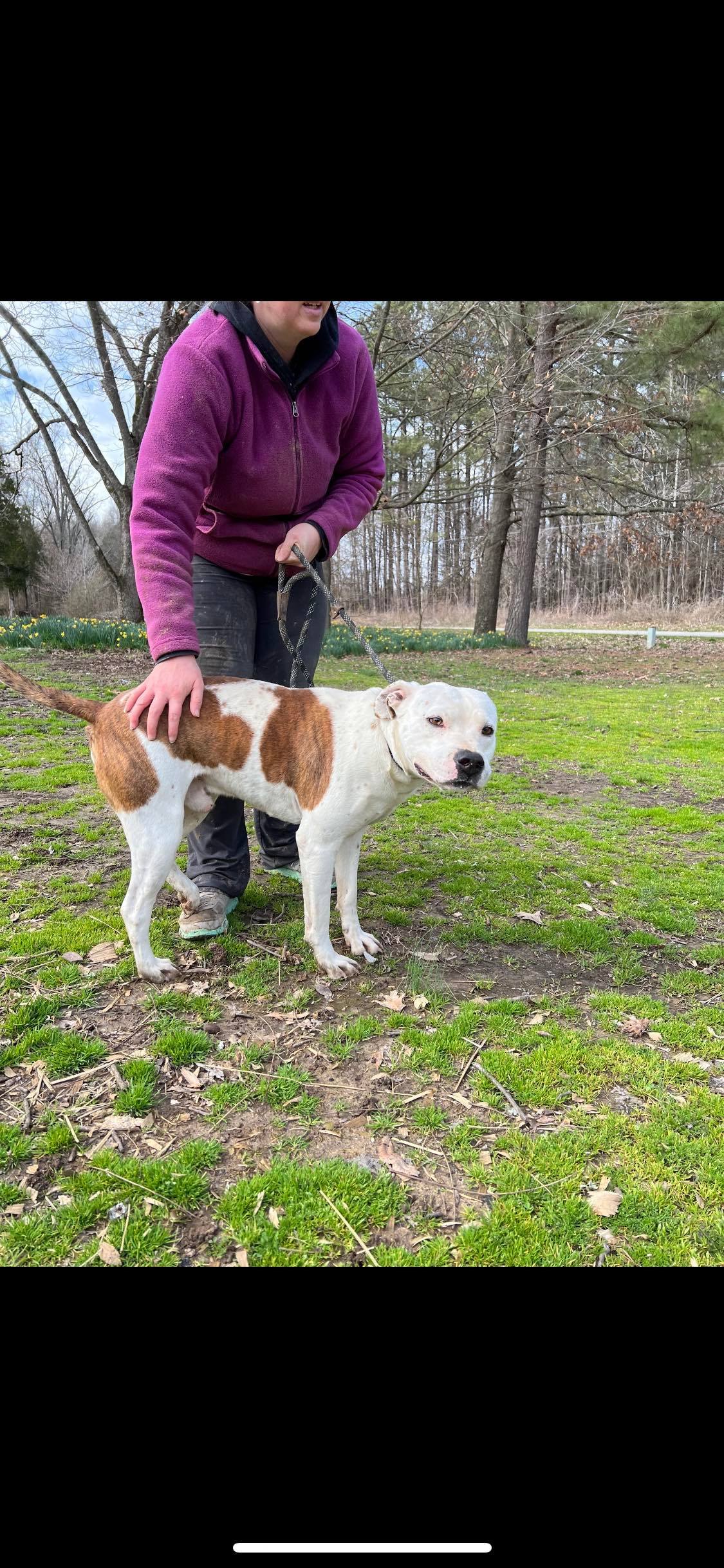 Chance, a Adoptable mixed breed in Greenfield, TN image 1/8
