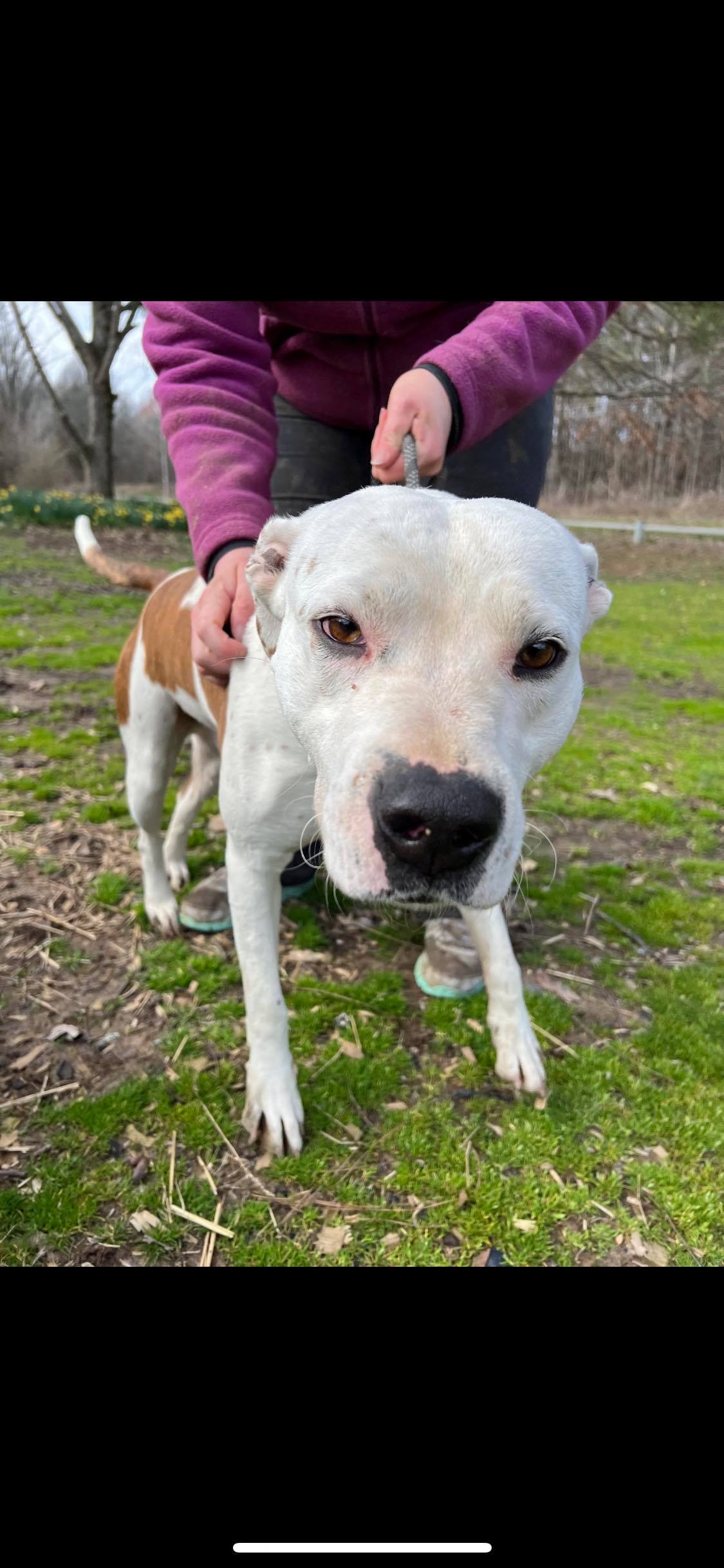 Chance, a Adoptable mixed breed in Greenfield, TN image 2/8