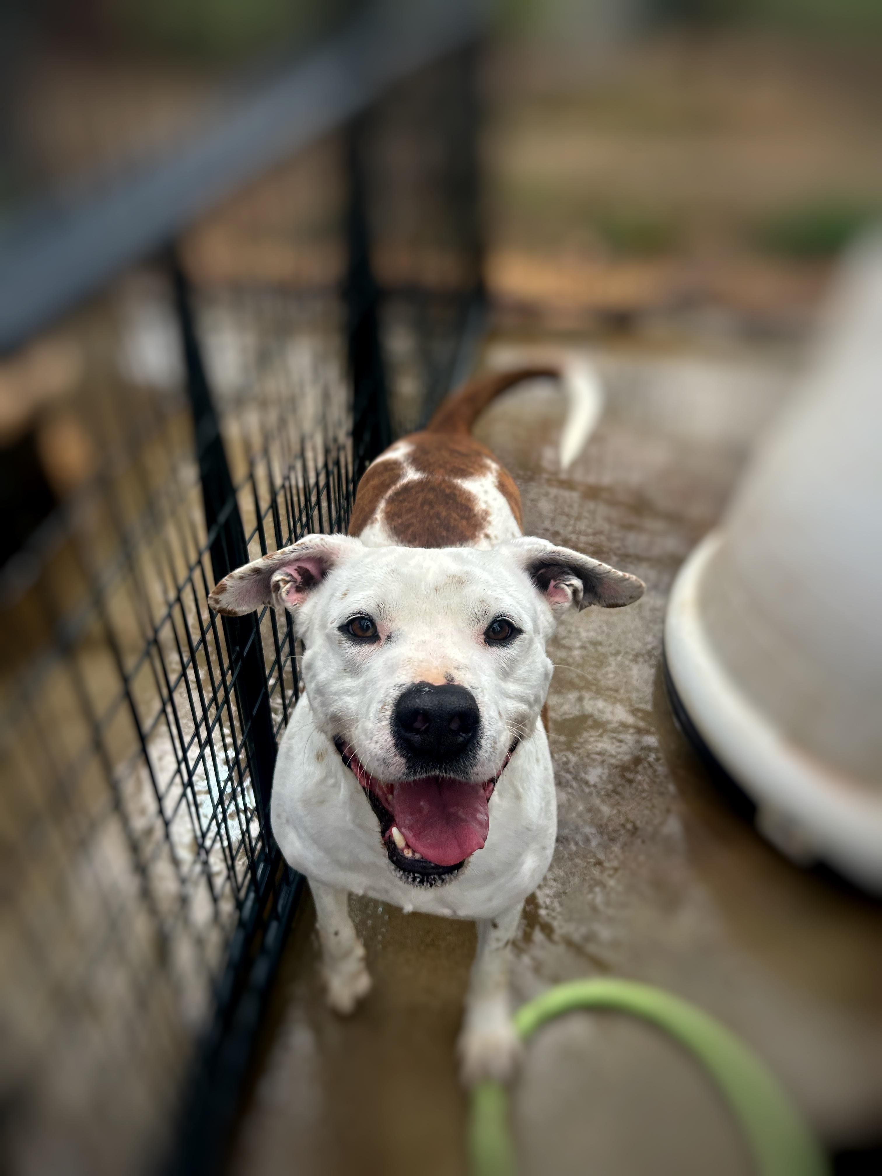 Enlarge Chance, a Adoptable mixed breed in Greenfield, TN image 1/2