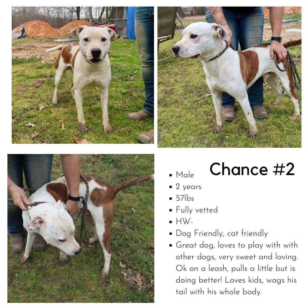 Chance, a Adoptable mixed breed in Greenfield, TN image 3/8