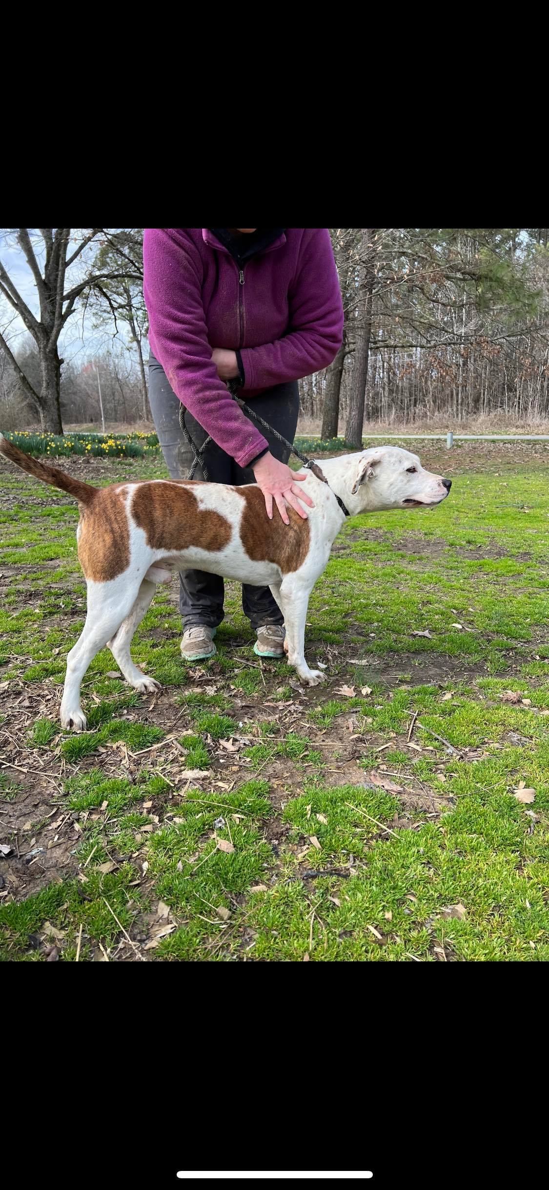 Chance, a Adoptable mixed breed in Greenfield, TN image 4/8