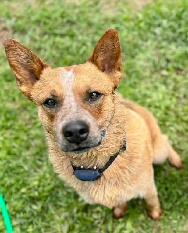 Enlarge Slim, a Adoptable Australian Cattle Dog / Blue Heeler in Thompson Falls, MT image 3/4