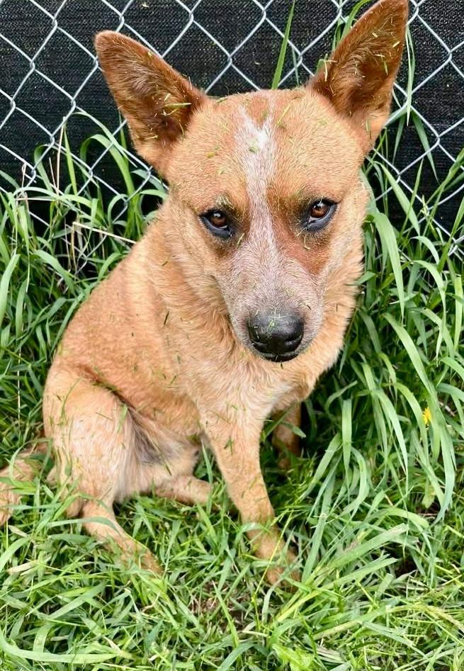 Enlarge Slim, a Adoptable Australian Cattle Dog / Blue Heeler in Thompson Falls, MT image 4/4