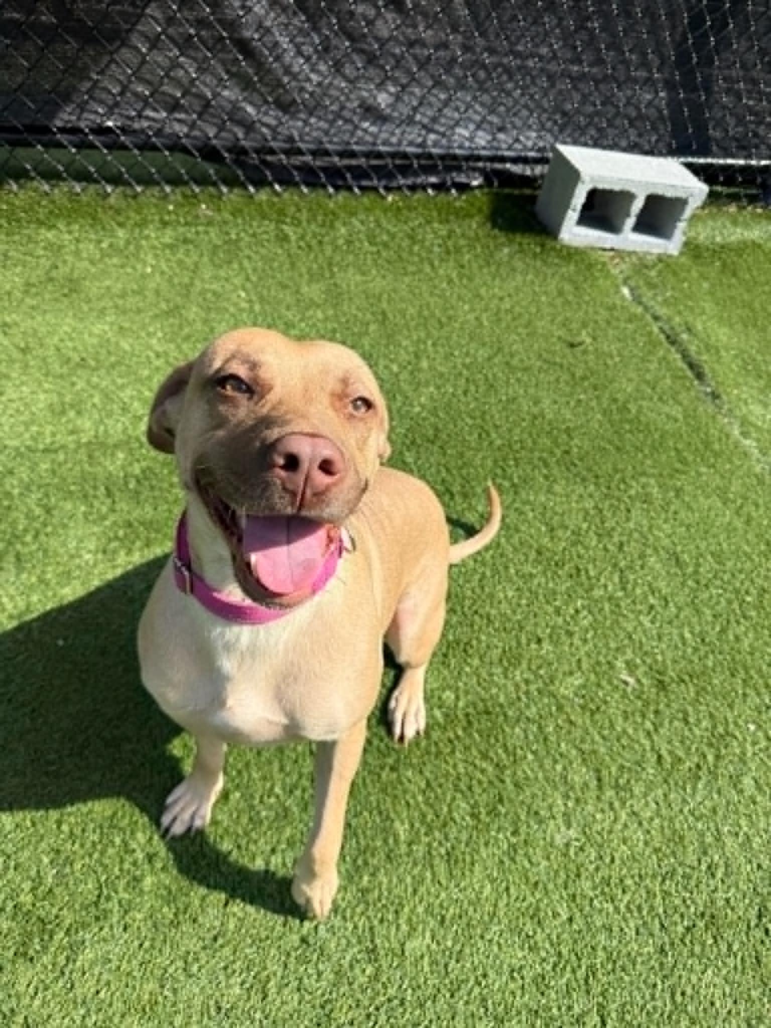 Flowers, ADOPTABLE, Adult Female Yellow Labrador Retriever.