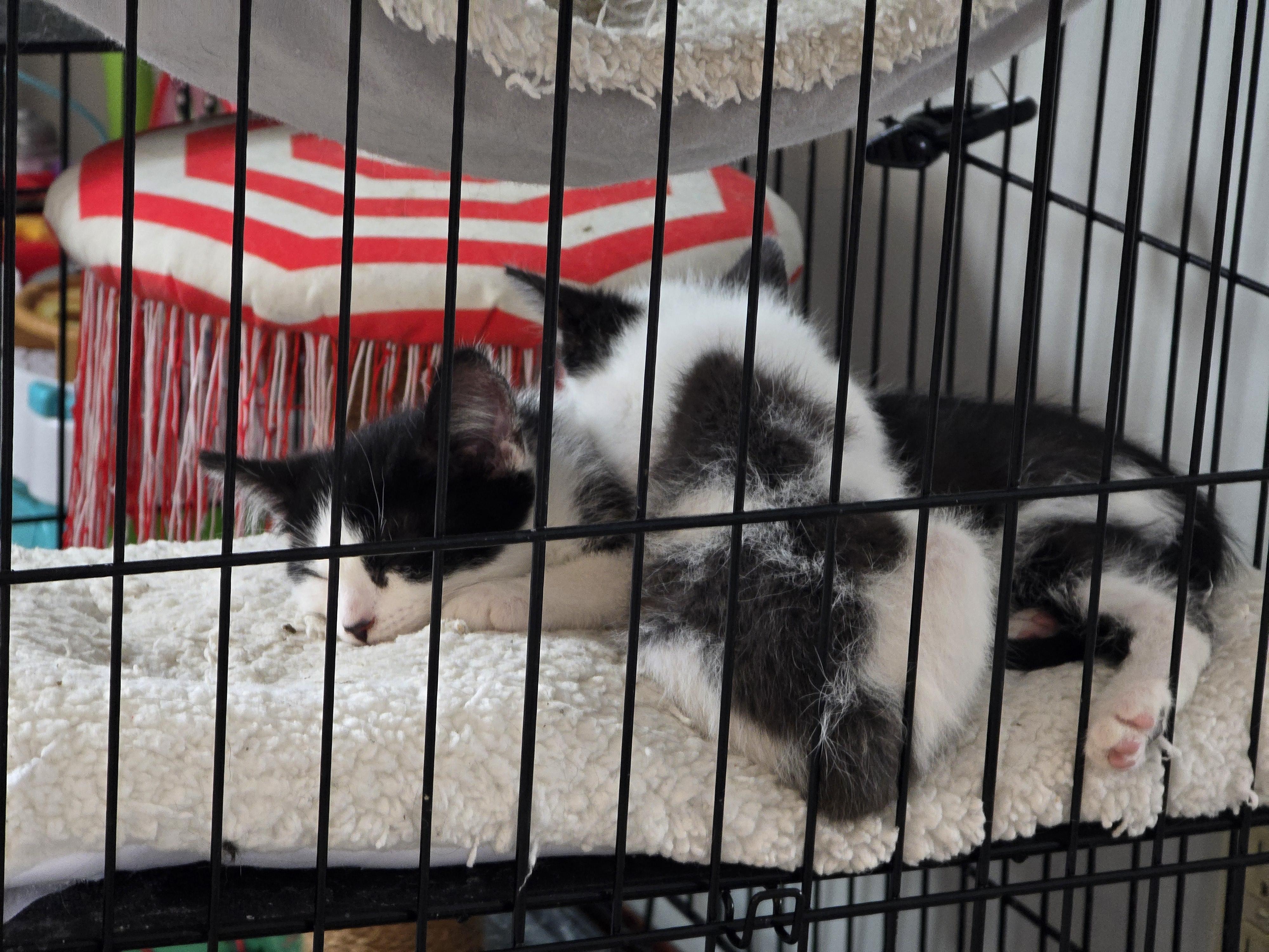 Enlarge Pippo and Zuzu, an adopted Tuxedo in East Lansing, MI image 3/6