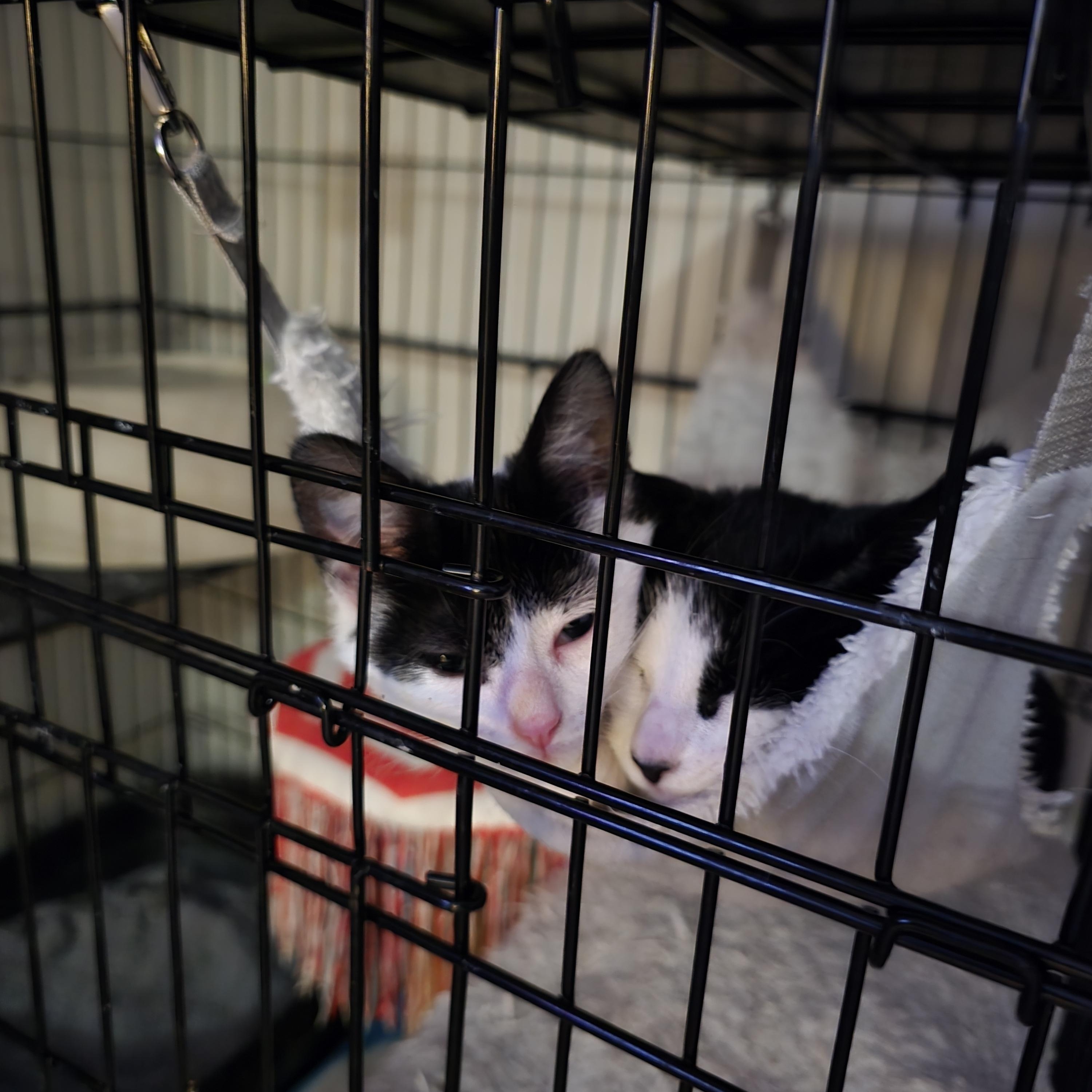 Enlarge Pippo and Zuzu, an adopted Tuxedo in East Lansing, MI image 6/6