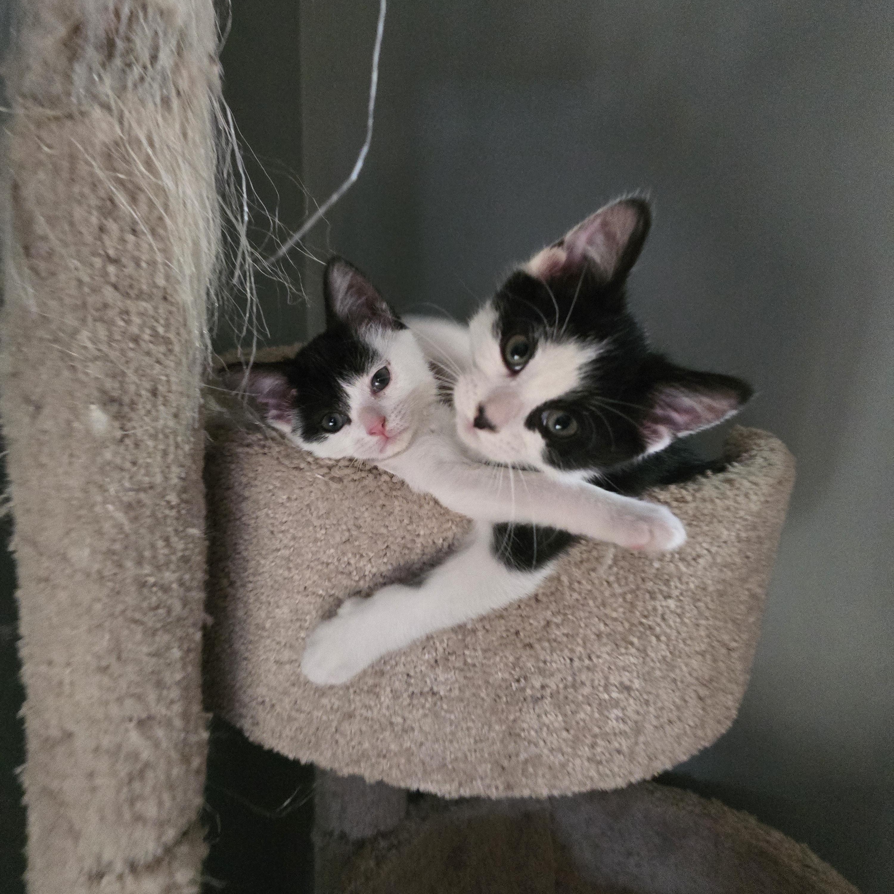 Pippo and Zuzu, adopted, Kitten Male Tuxedo.