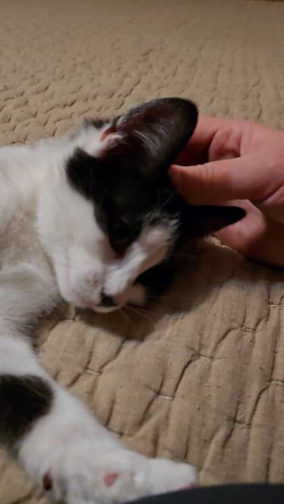 Enlarge Pippo and Zuzu, an adopted Tuxedo in East Lansing, MI video 5/6