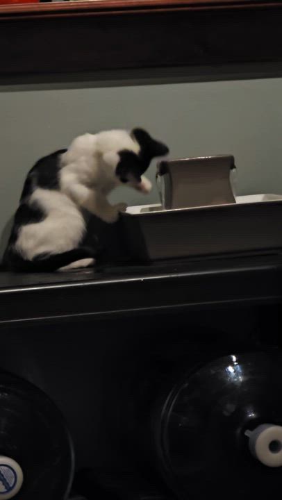 Enlarge Pippo and Zuzu, an adopted Tuxedo in East Lansing, MI video 4/6